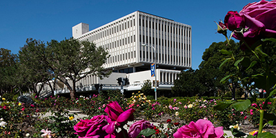 Aldrich Hall rose garden